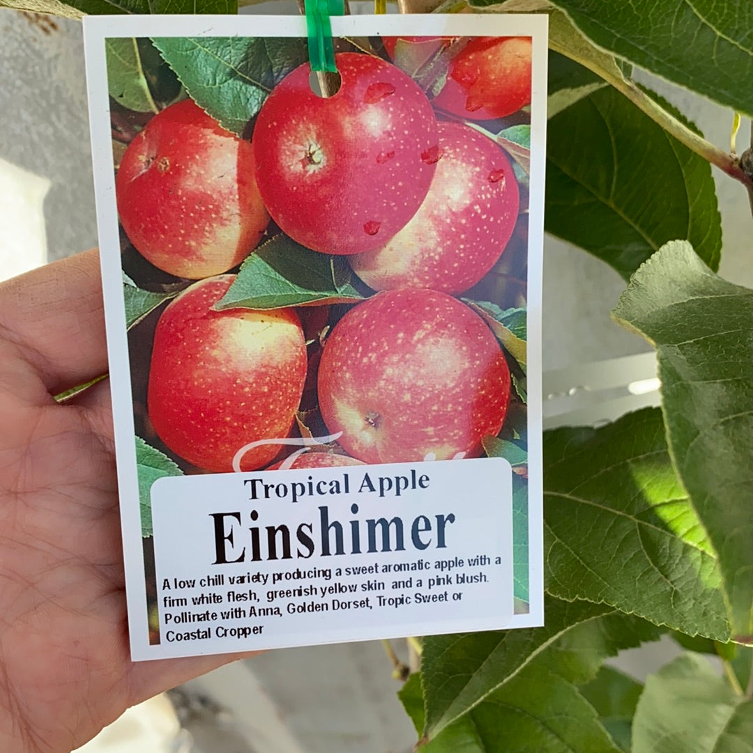 Apple - Einshimer