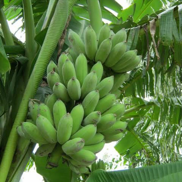 Banana - Pisang Ceylon QLD ONLY – Fruitopia Nursery