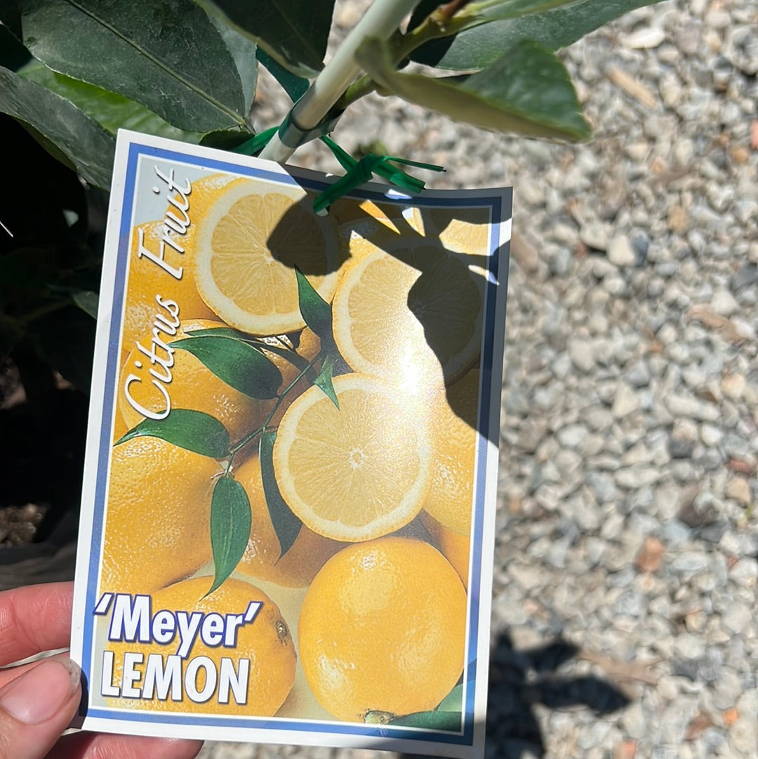 Double Grafted Lemon / Lime