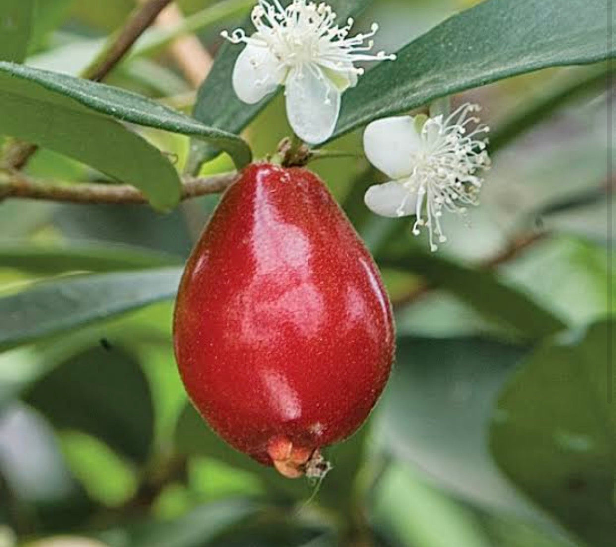 Australian Beach Cherry (Eugenia reinwardtiana)