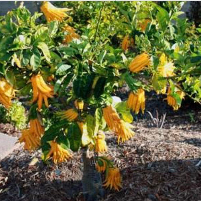 Buddha Hand Citrus: RESTRICTED TO QLD