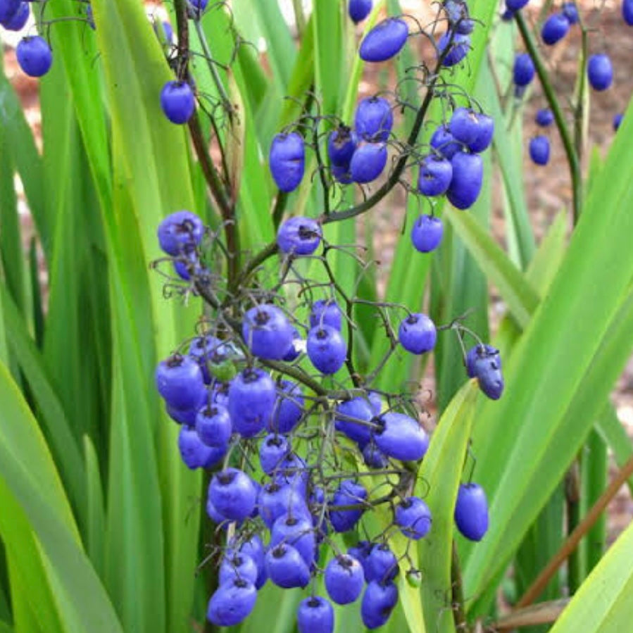 Blueberry Lily