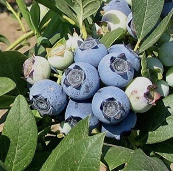 Blueberry - Peach Sorbet