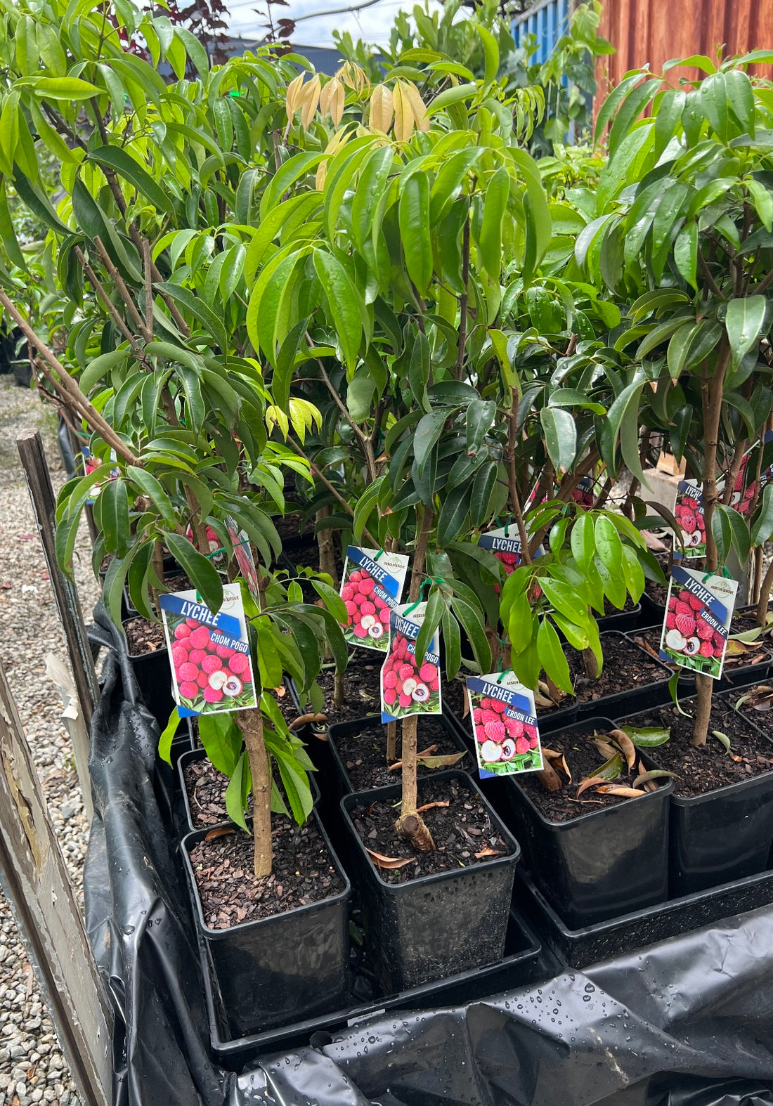 Semi Dwarf Lychee - Erdon Lee – Fruitopia Nursery