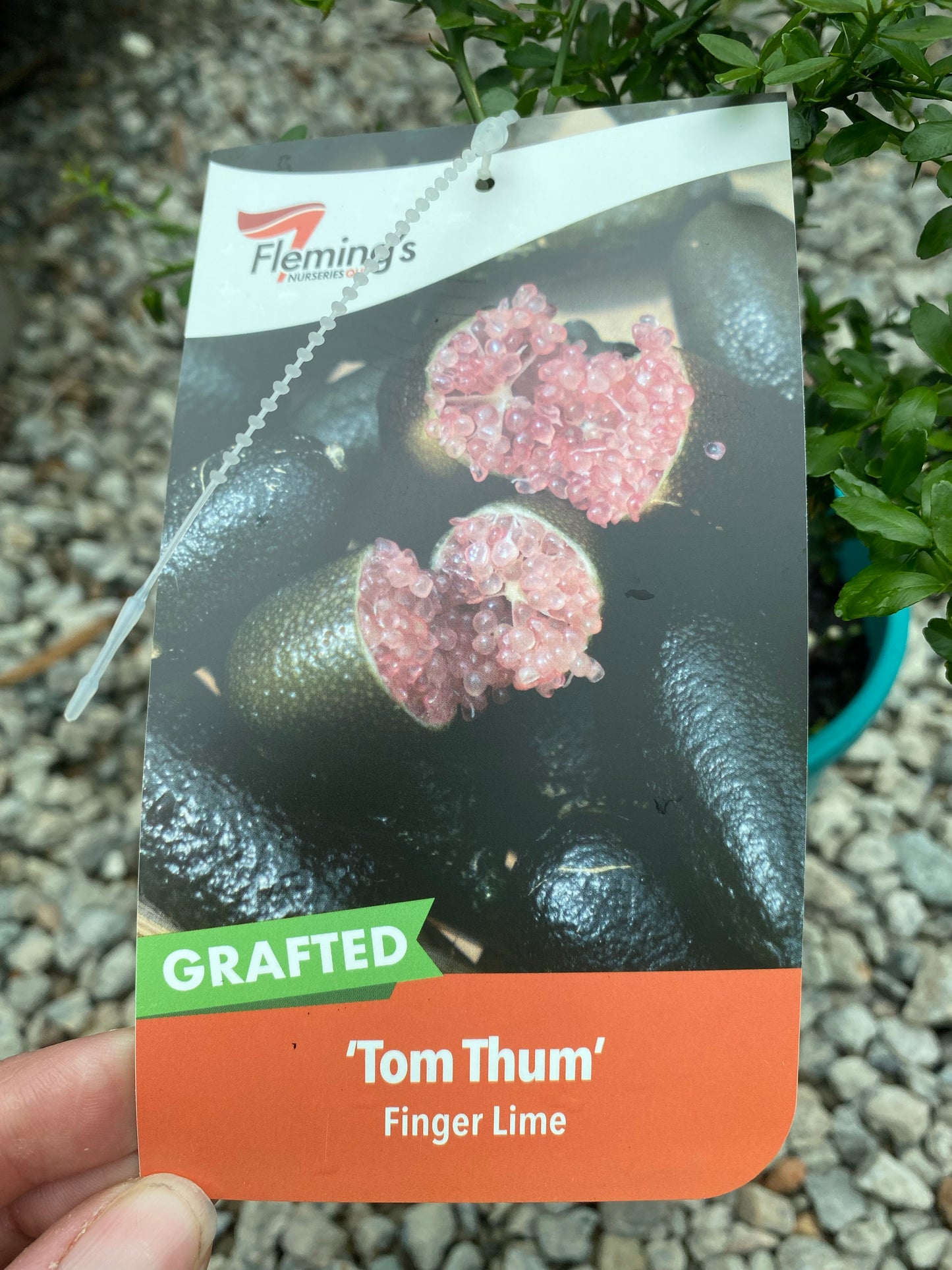 Finger Lime - Tom Thumb RESTRICTED TO QLD