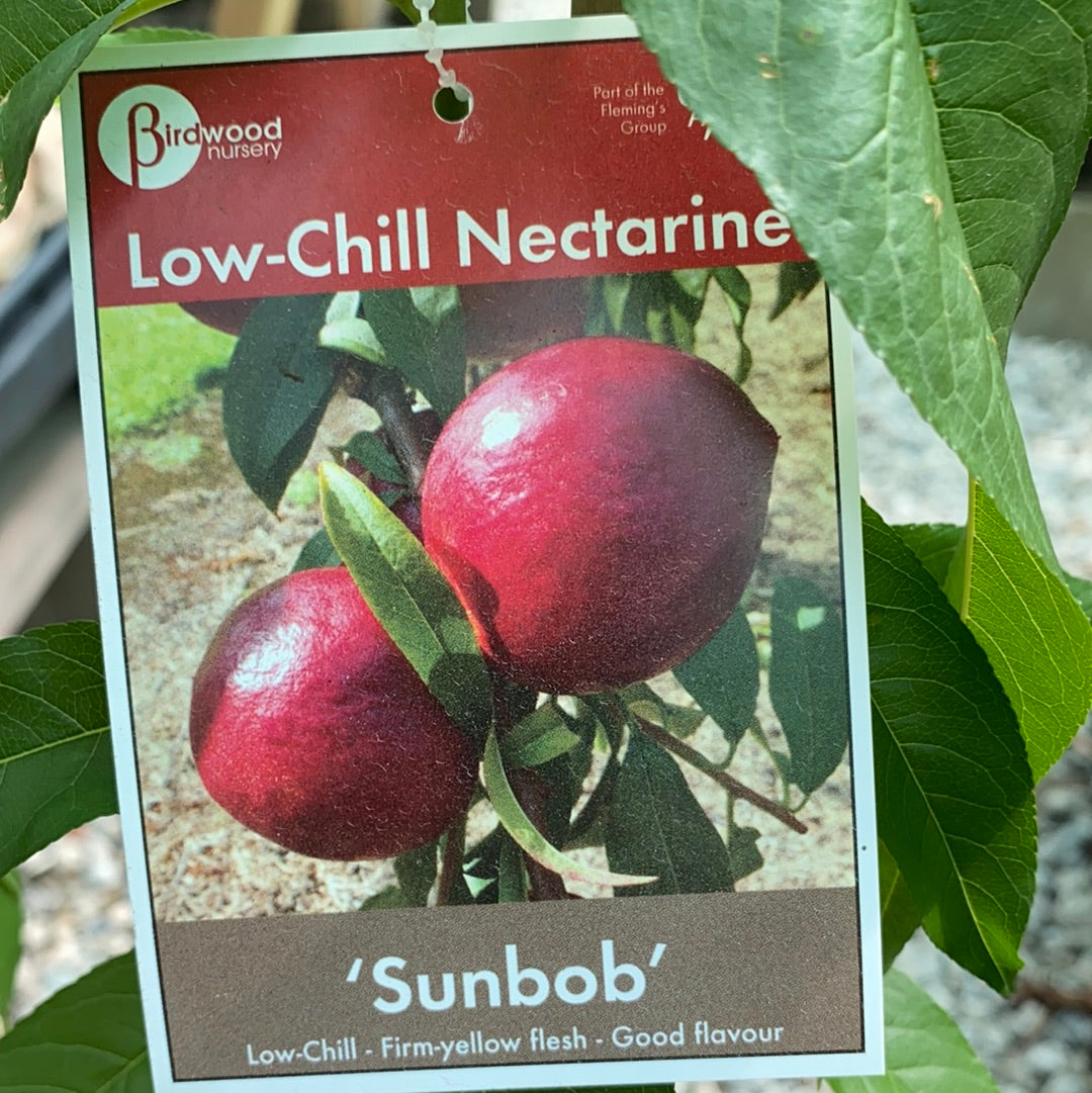 Nectarine - Sunbob