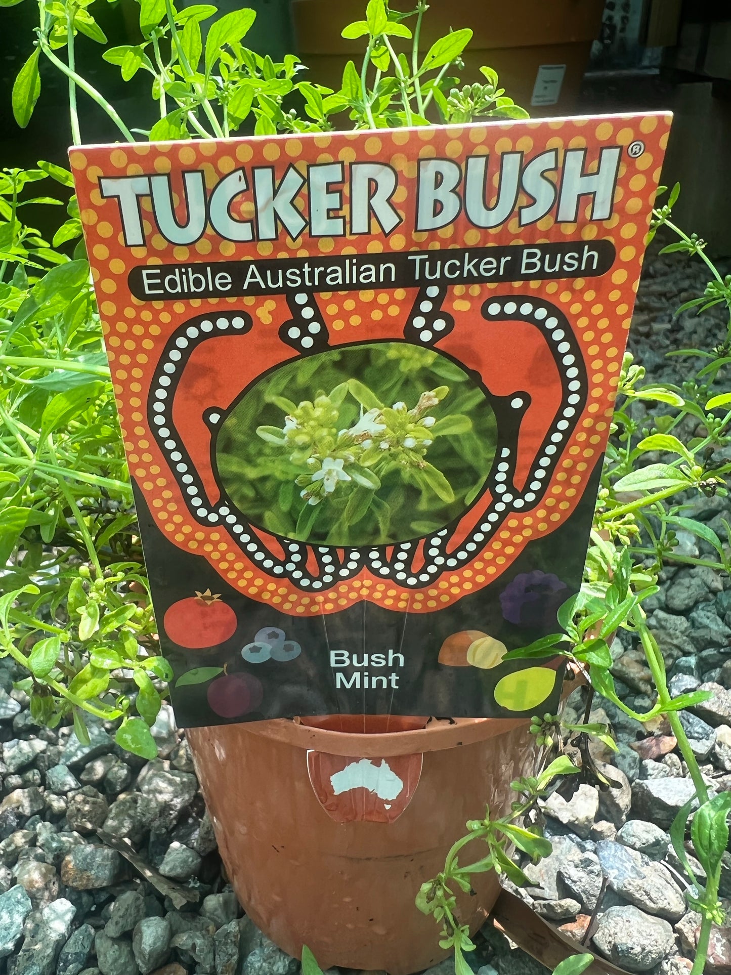 Bush Mint