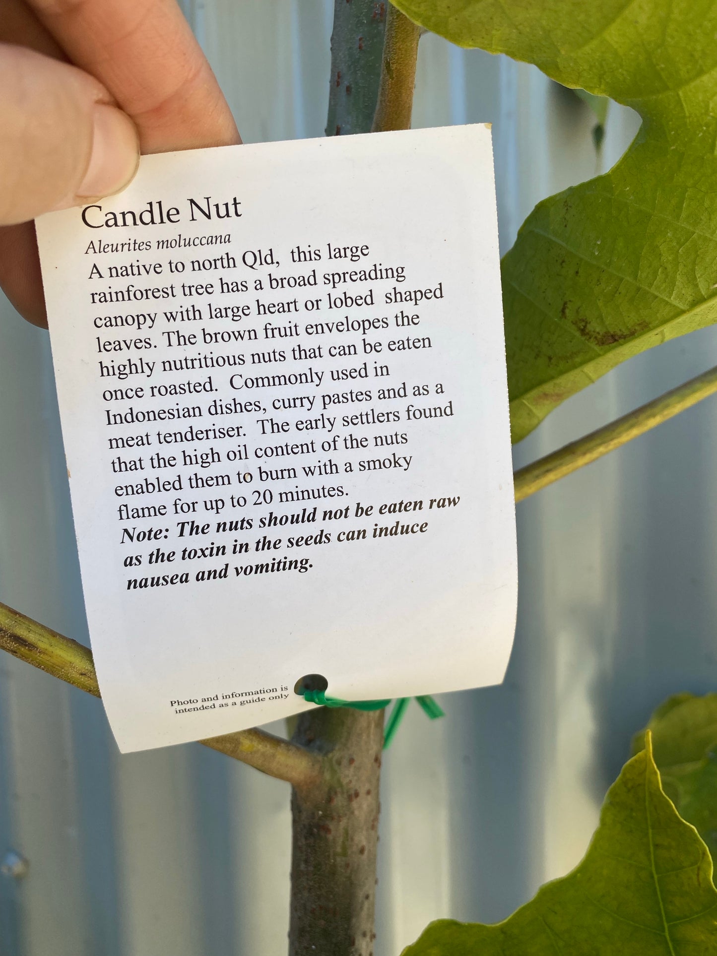 Candle Nut Tree