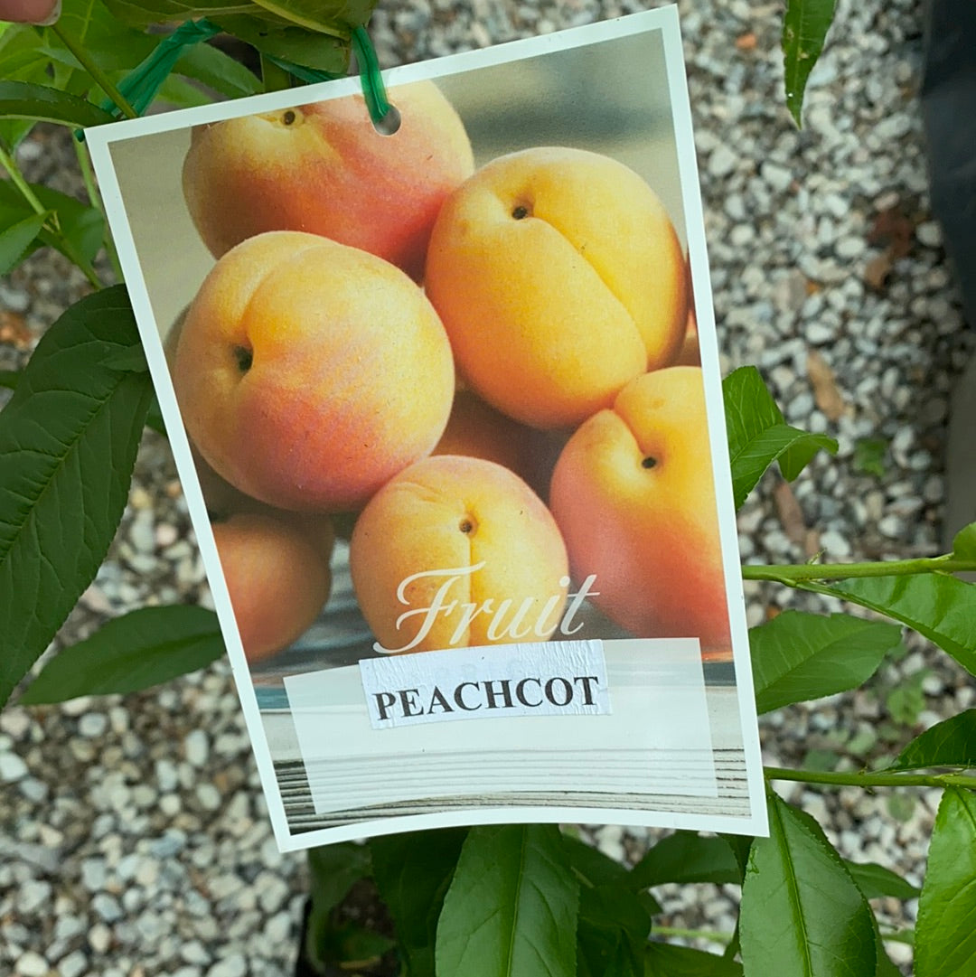 Peachcot