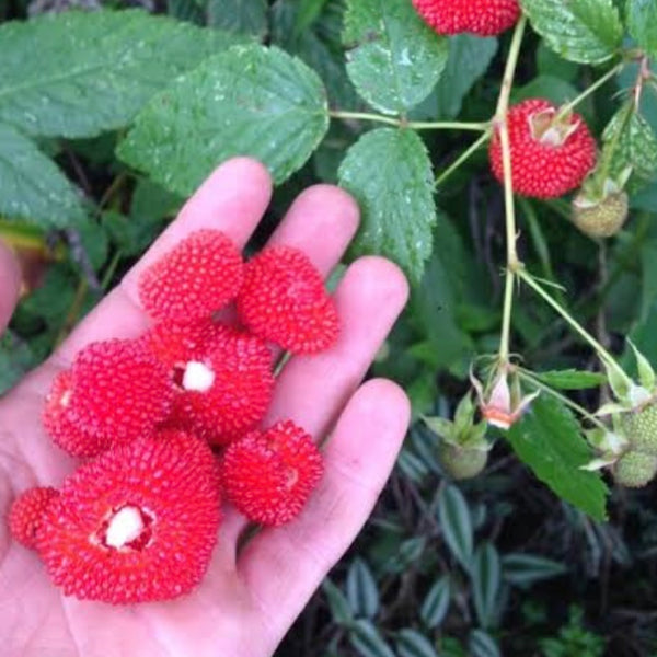 Raspberry Atherton Fruitopia Nursery