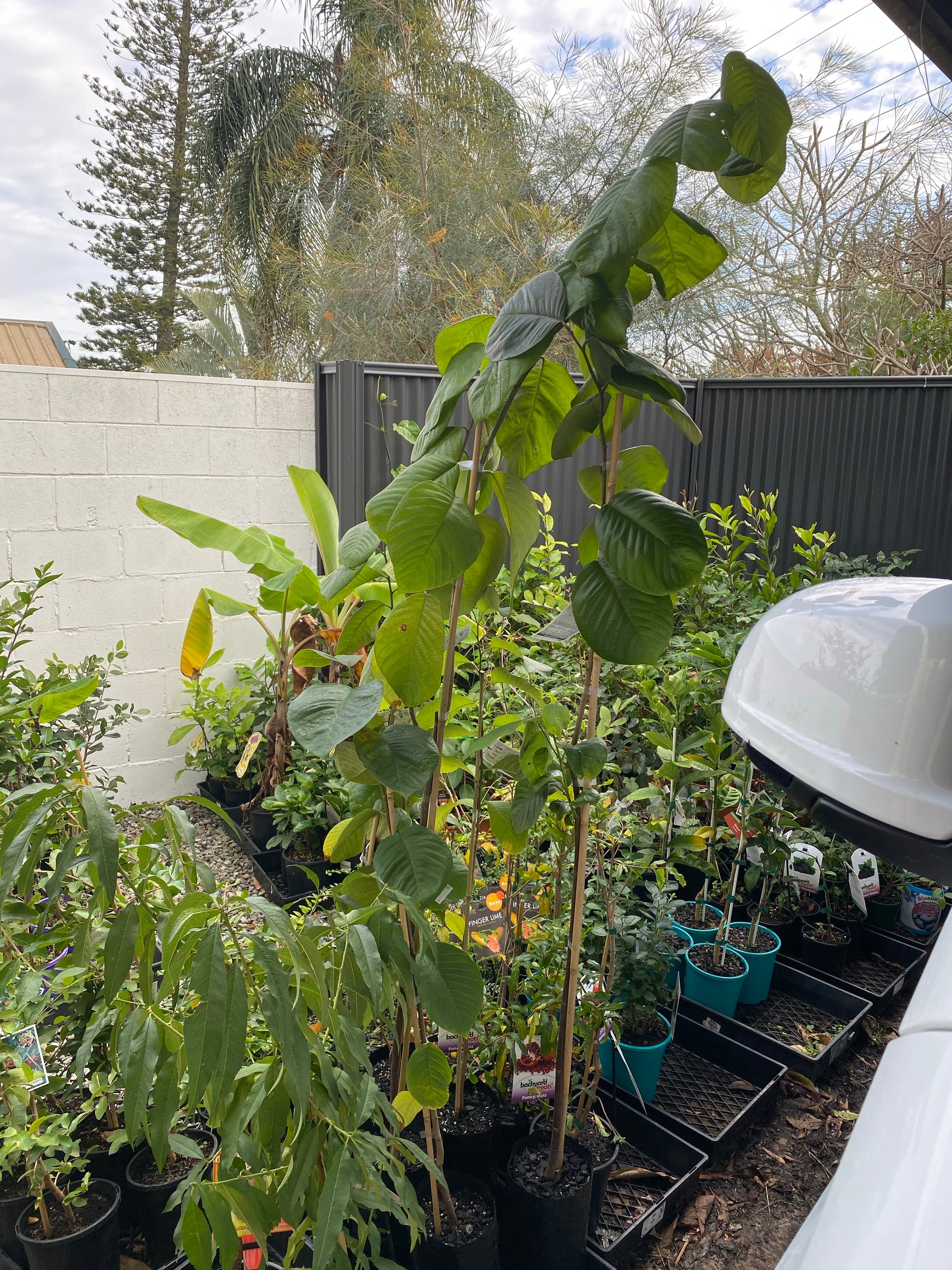 cherimoya plant in pot Cherimoya – Fruitopia Nursery