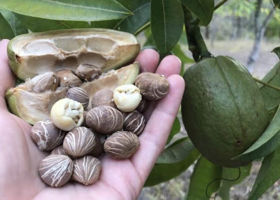 Malabar Chestnut / Saba Nut