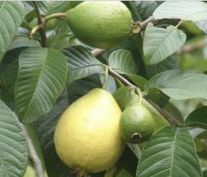 Guava - Mexican Cream – Fruitopia Nursery