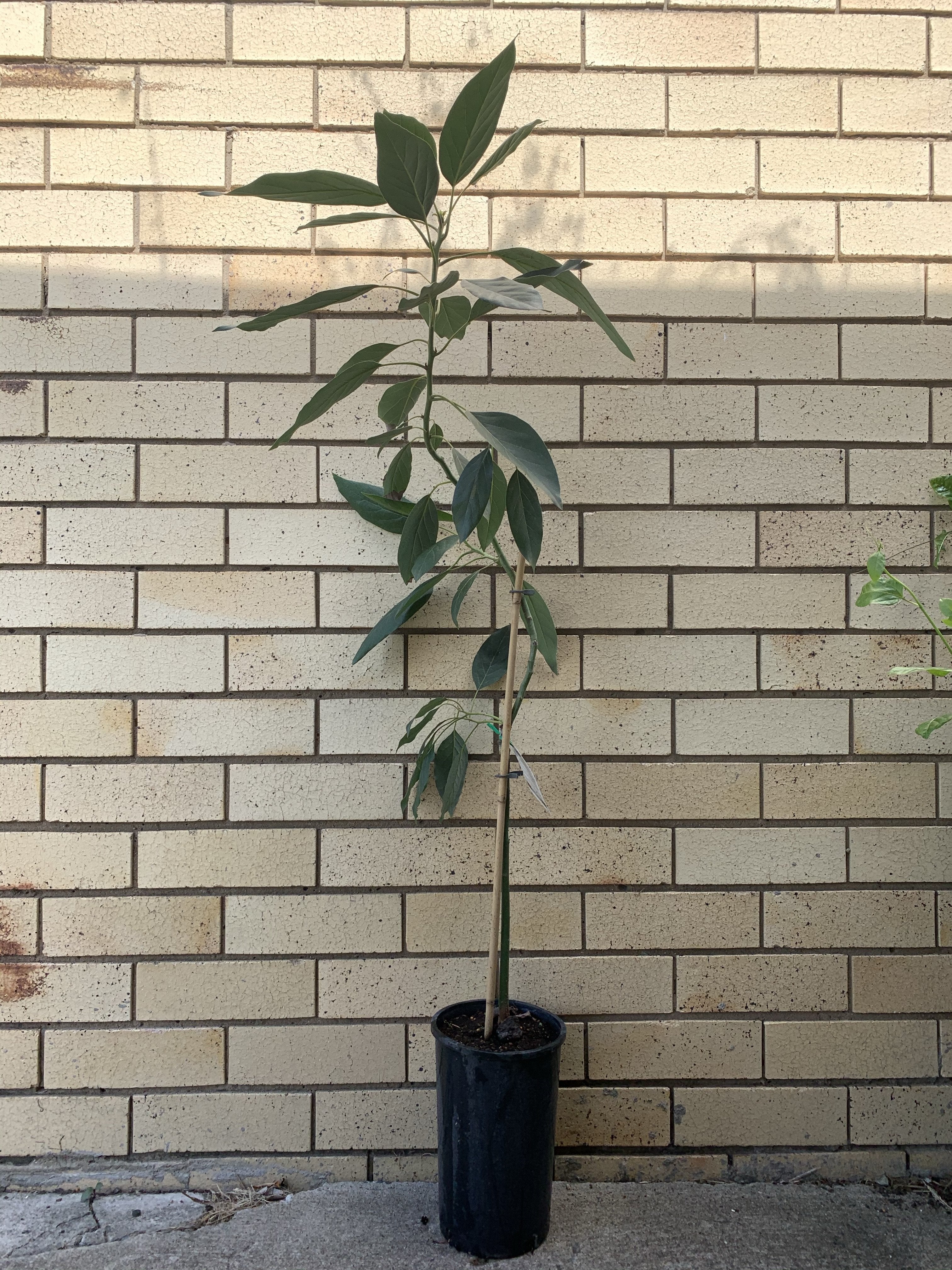 Avocado - Shepard (Type B) – Fruitopia Nursery