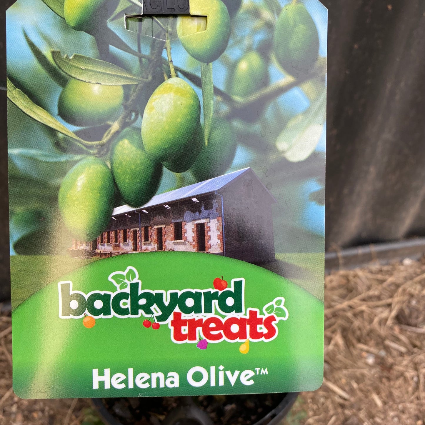 Olive - Helena