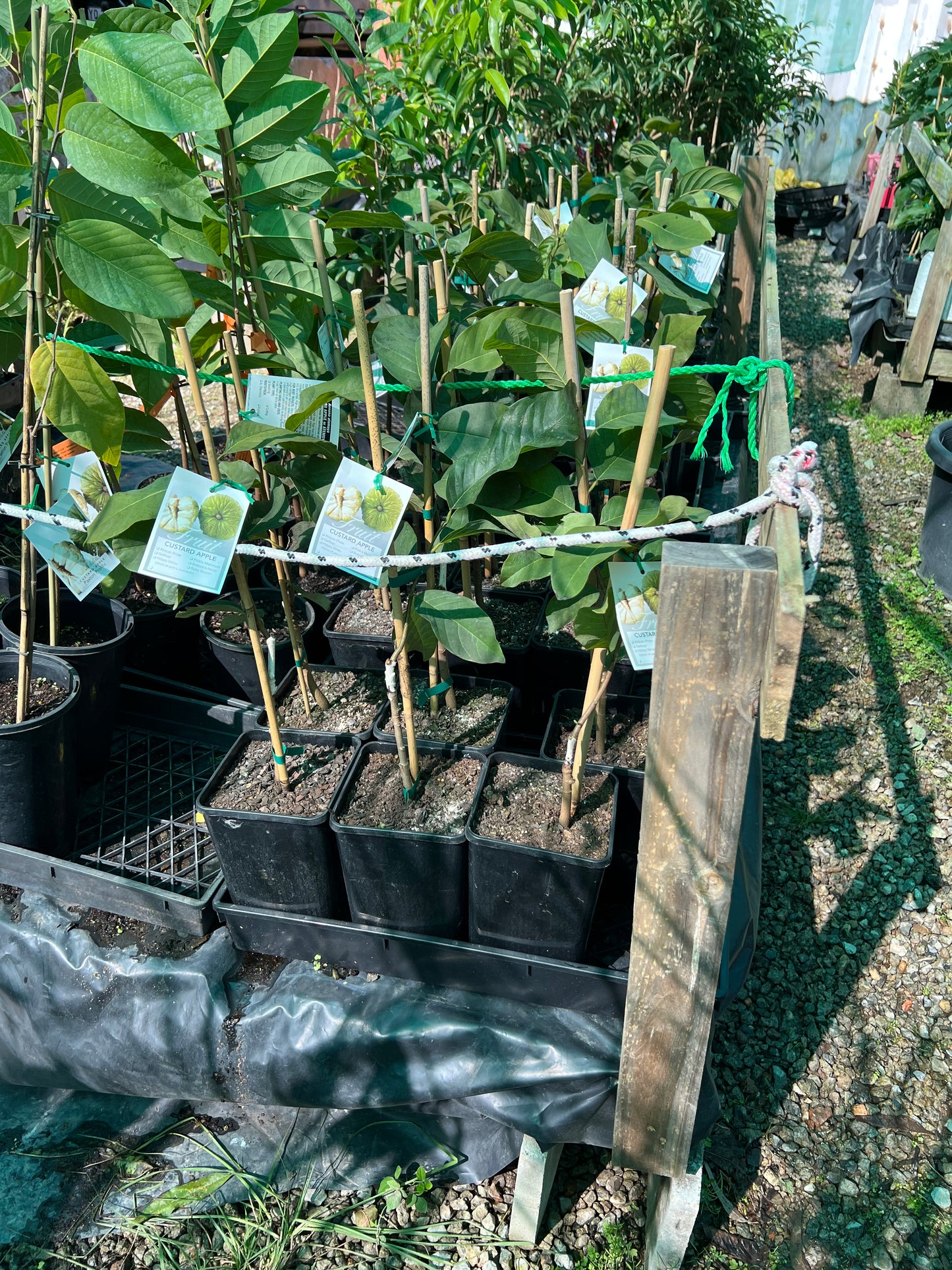 Custard Apple -Paxton Profilic (KJ Pinks)