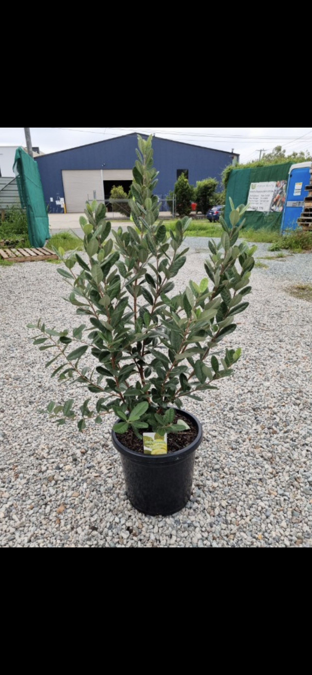 Feijoa - Large