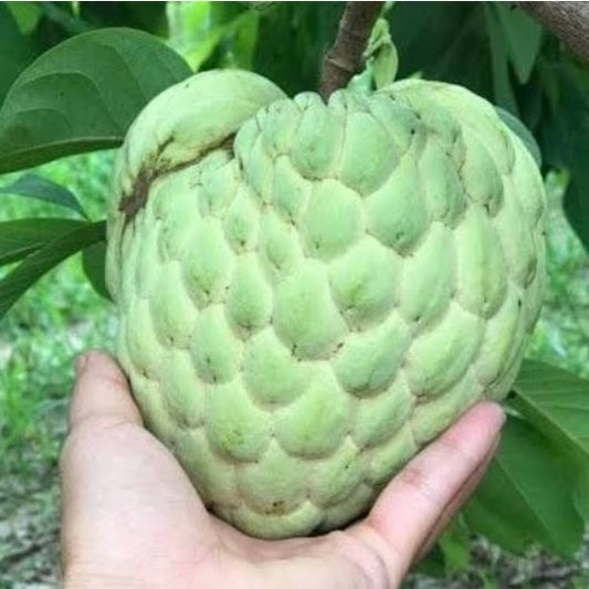 Custard Apple - Golden Emperor