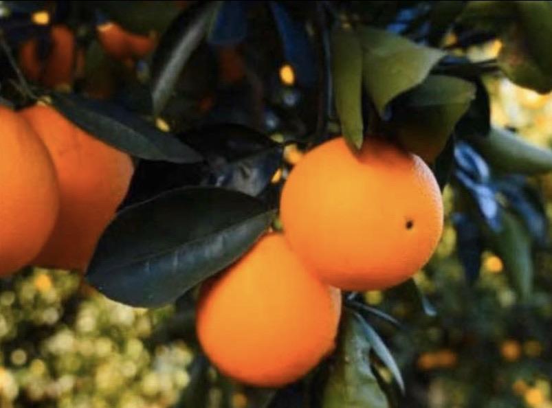 Dwarf Orange- Pineapple RESTRICTED TO QLD