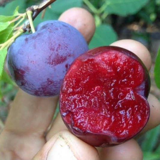 Plum - Iluka Blood