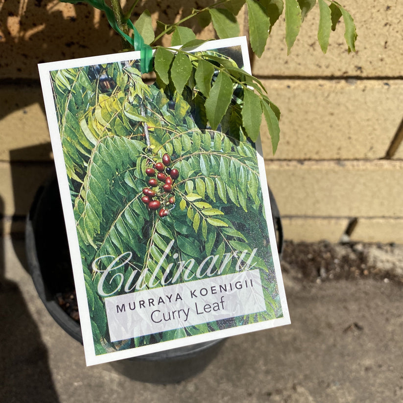 Curry Leaf Fruitopia Nursery