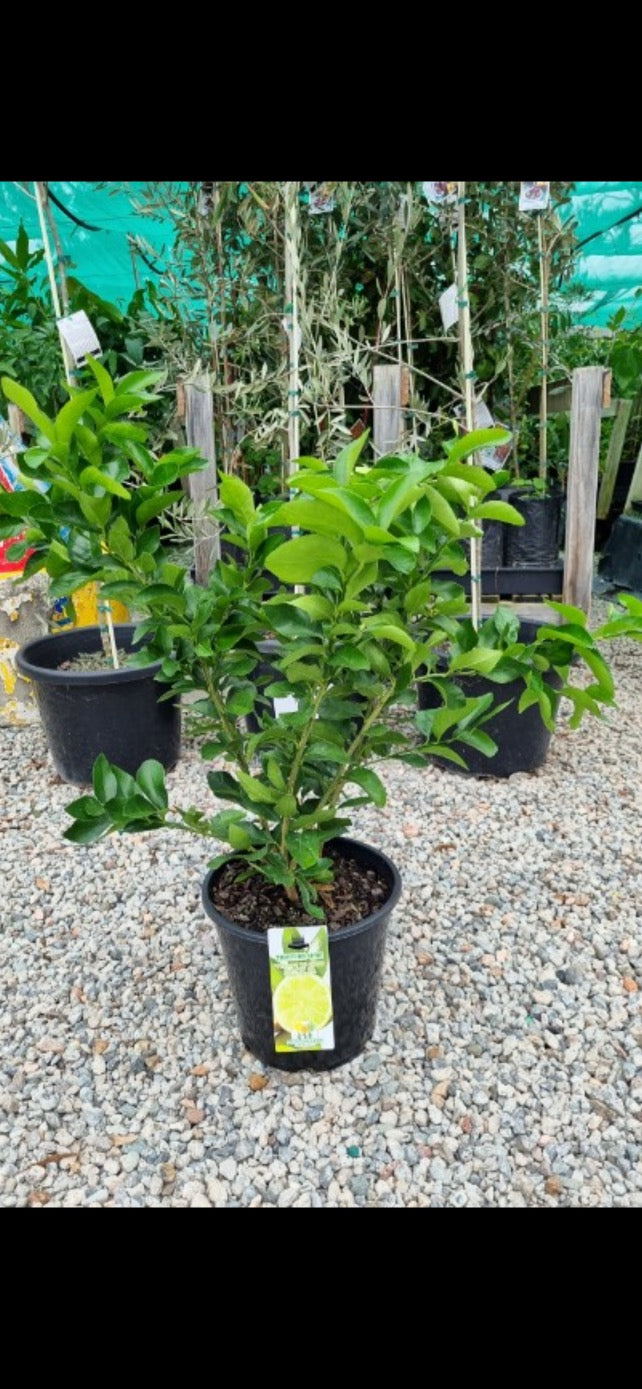 Tahitian Lime - RESTRICTED TO QLD