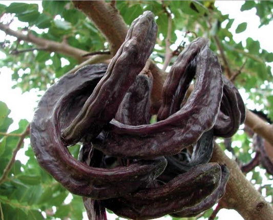 Carob