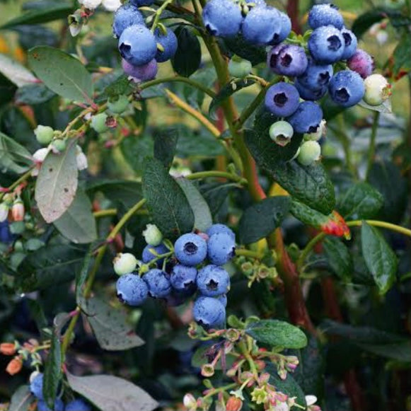 Blueberry - Burst
