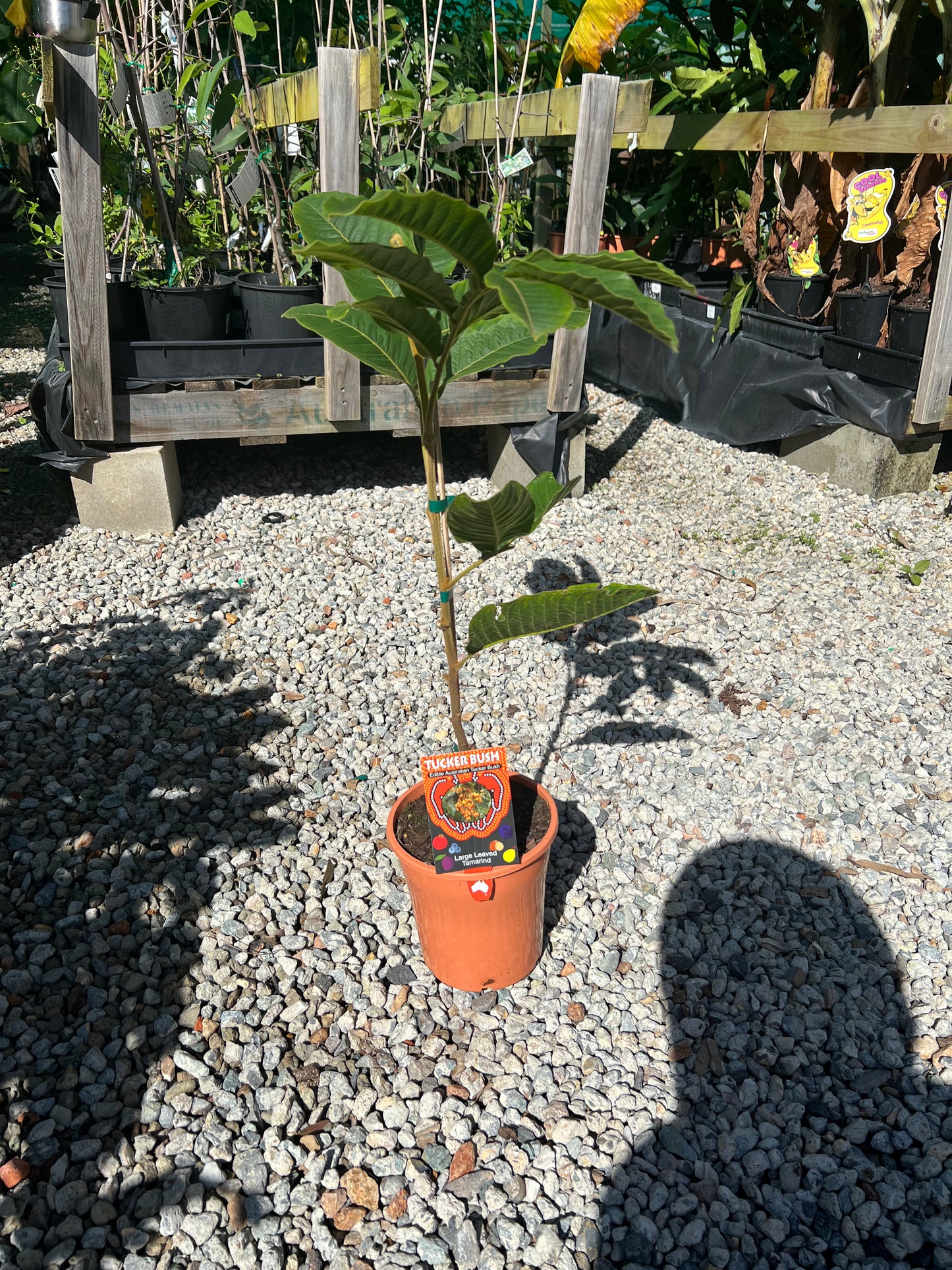 Tamarind - Large Leaf