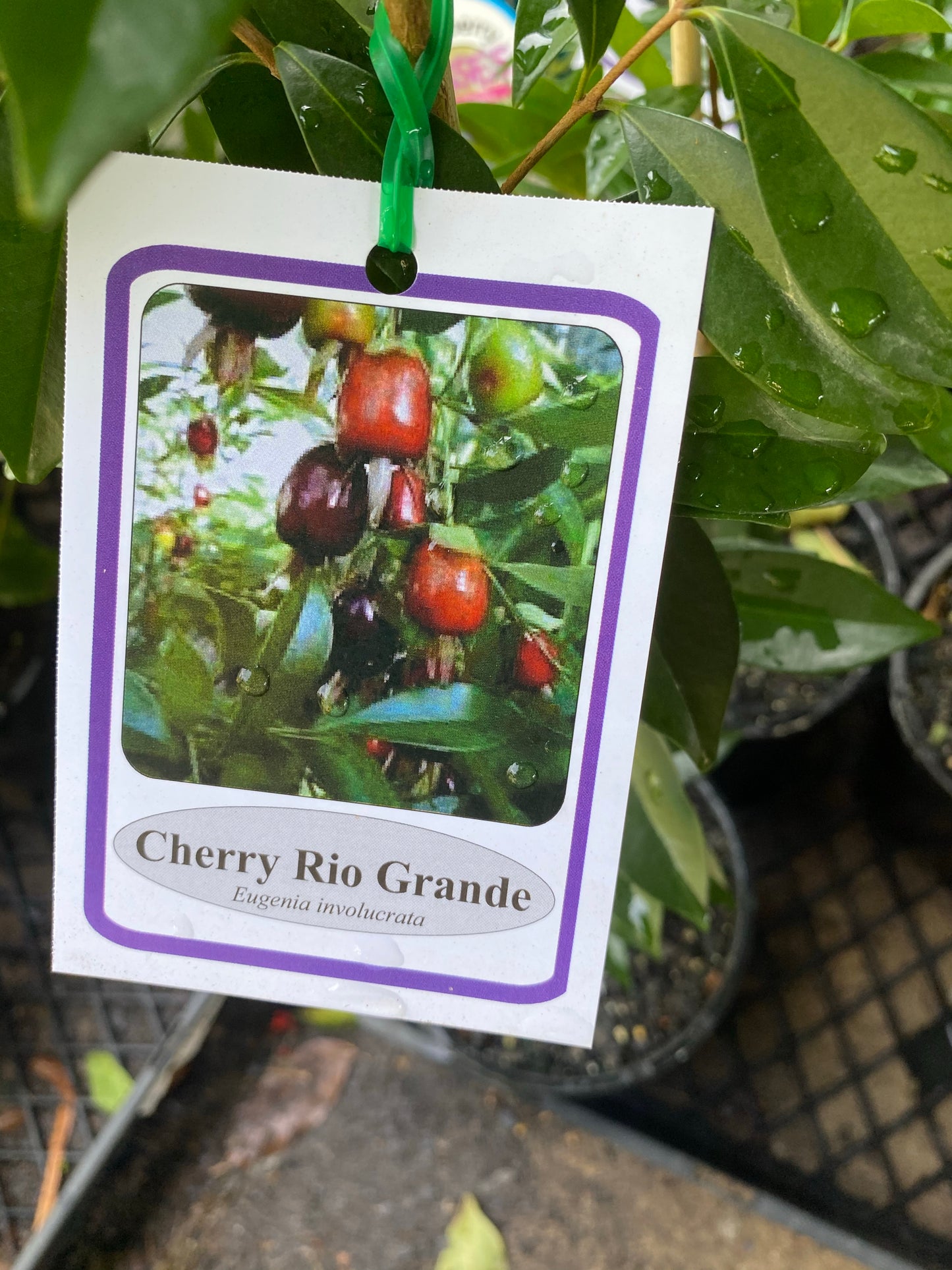 Cherry of the Rio Grande