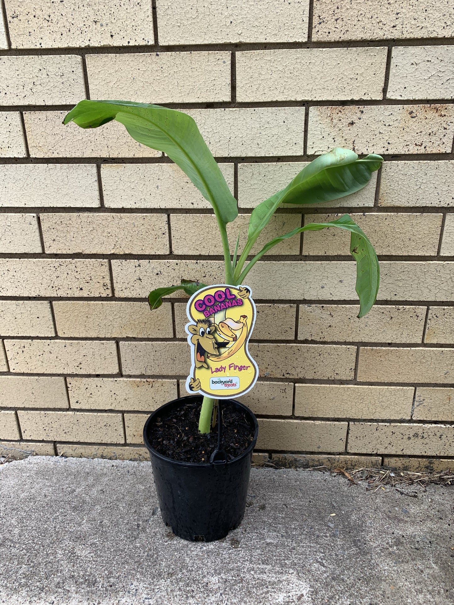 Banana - Lady Finger: RESTRICTED TO S.E. QLD
