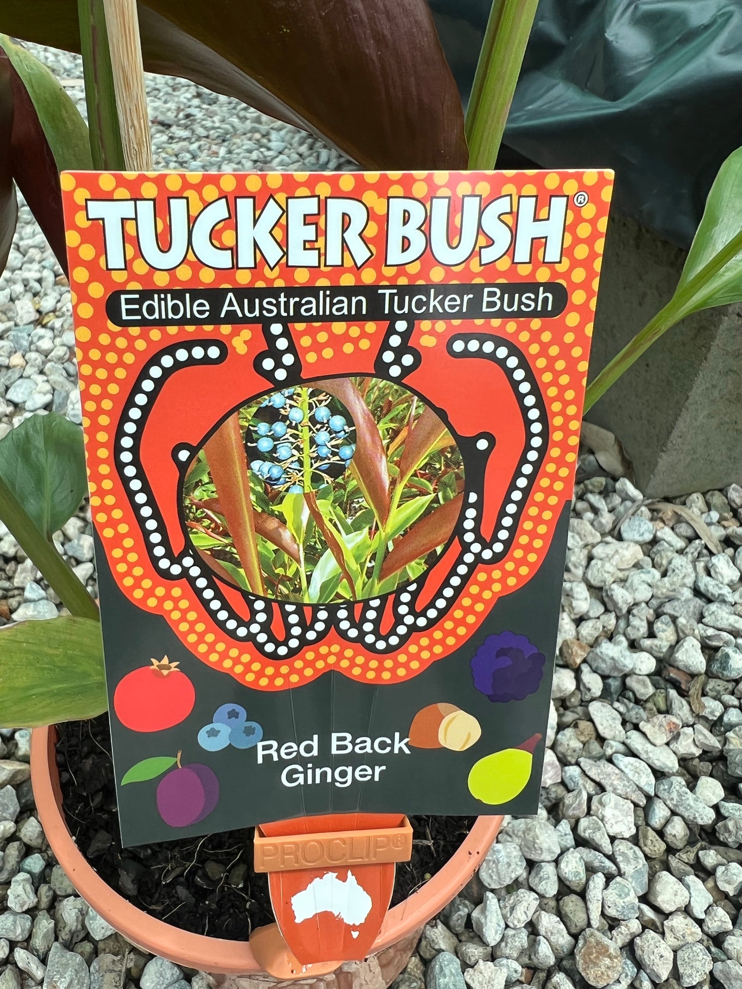 Red Back Ginger