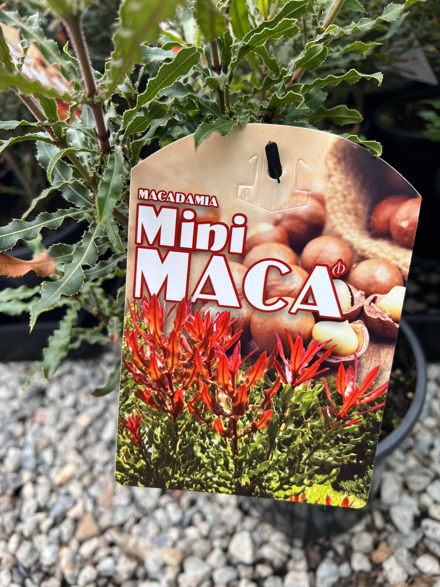 Macadamia Nut - MiniMaca