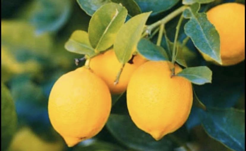 Dwarf Lemon - Meyer: RESTRICTED TO QLD