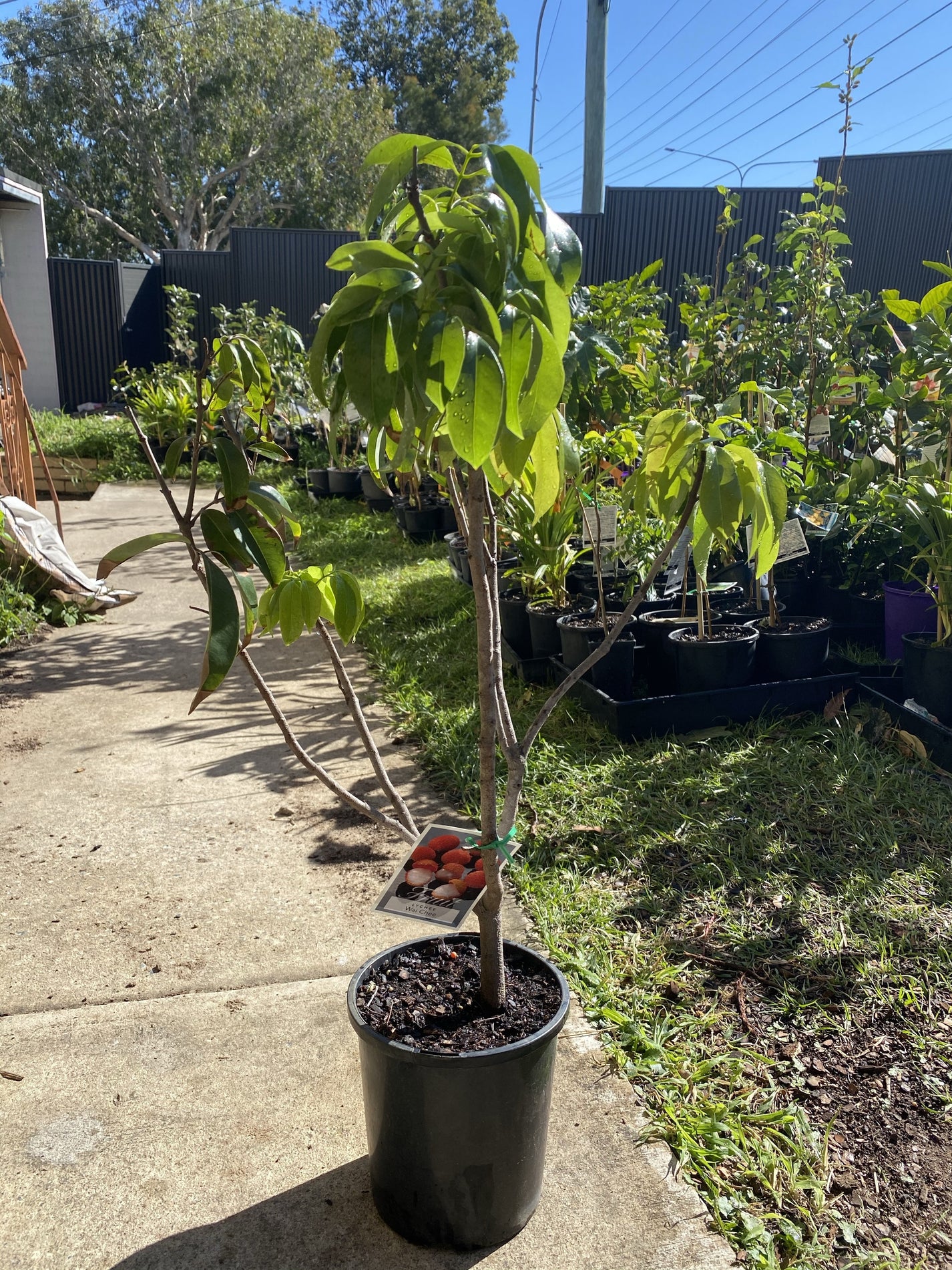 Dwarf Lychee - Wai Chi – Fruitopia Nursery