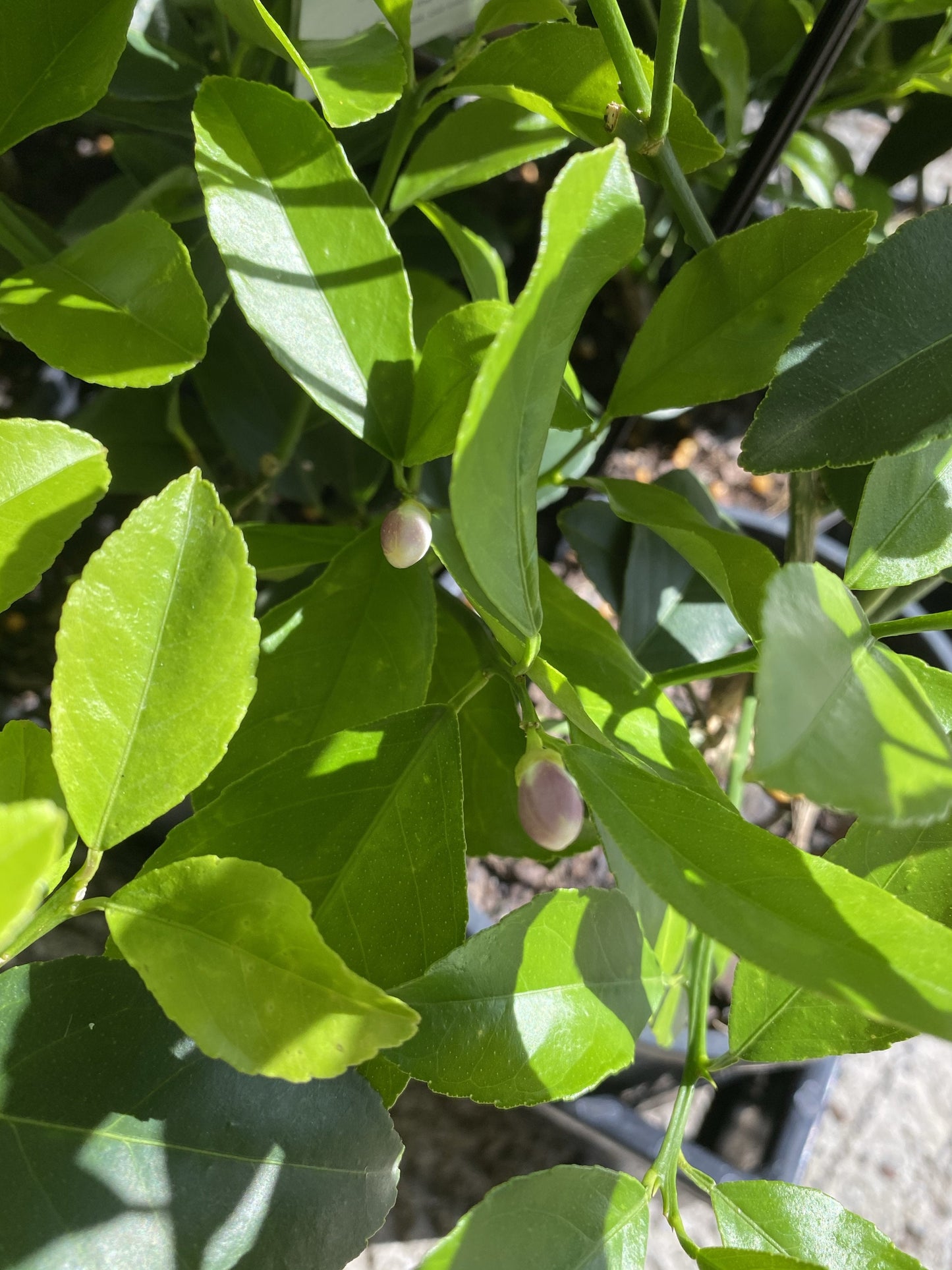 Lemon - Super Dwarf (Large) RESTRICTED TO QLD