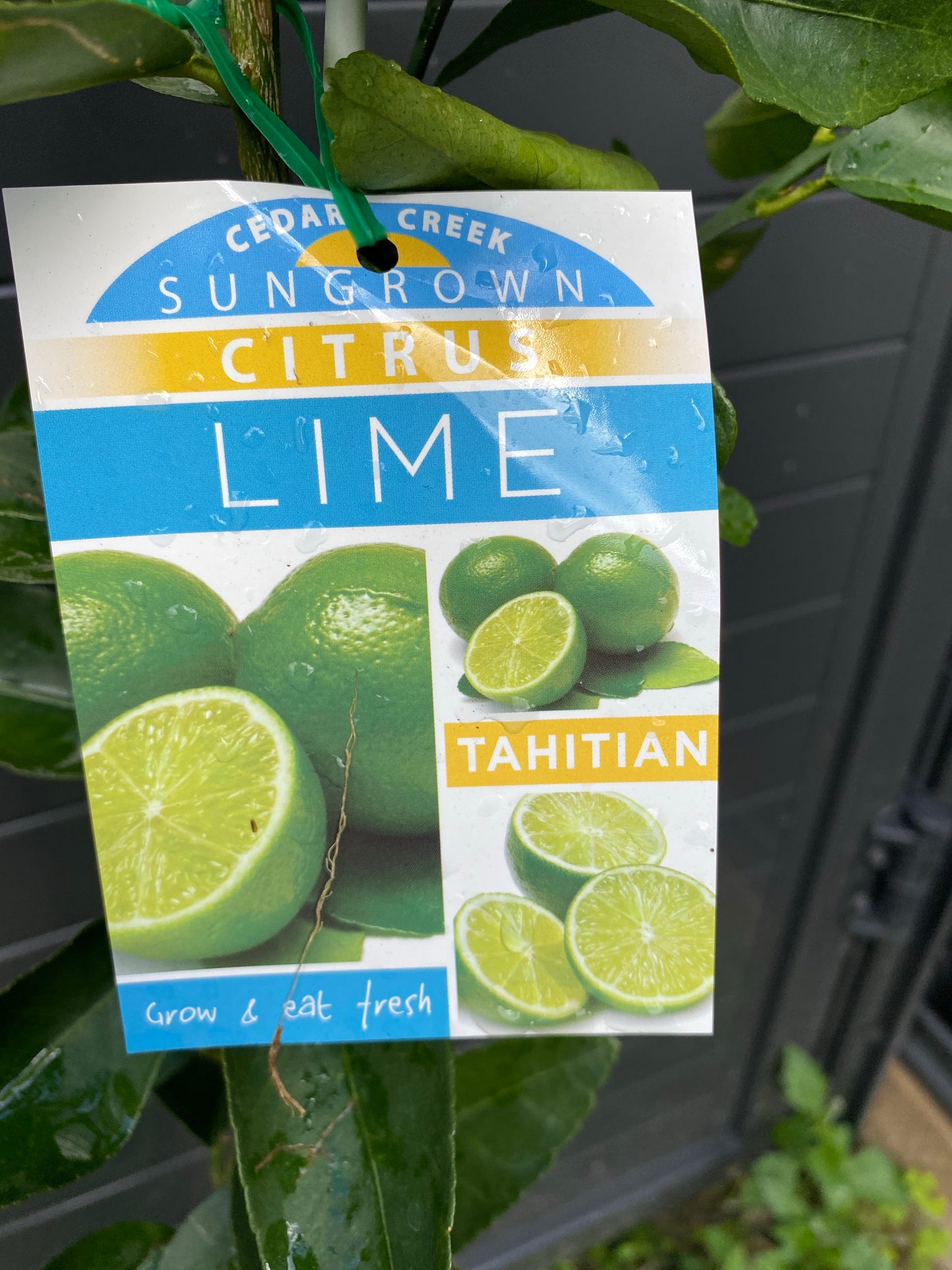 Tahitian Lime: RESTRICTED TO QLD