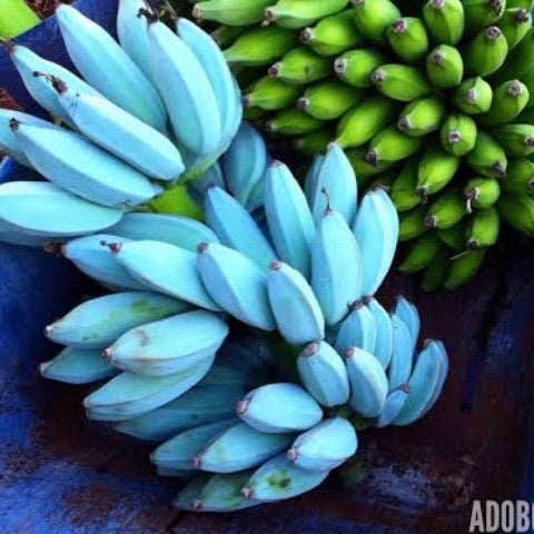 One Ripe Blue Java Banana Banana - Blue Java: RESTRICTED TO S.E. QLD – Fruitopia Nursery