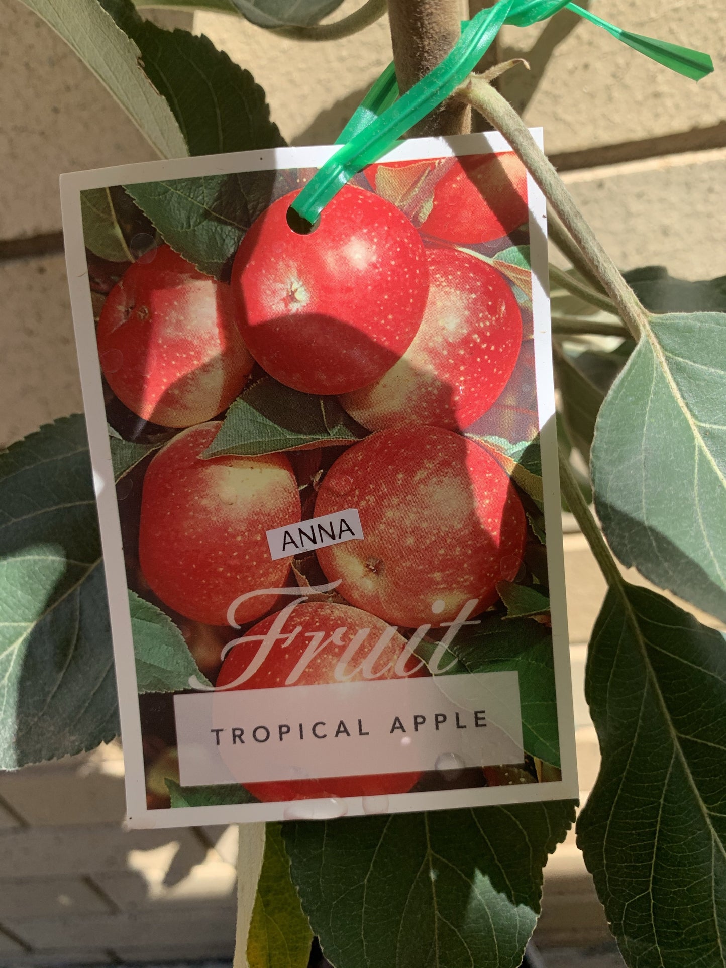 Apple - Tropic Anna