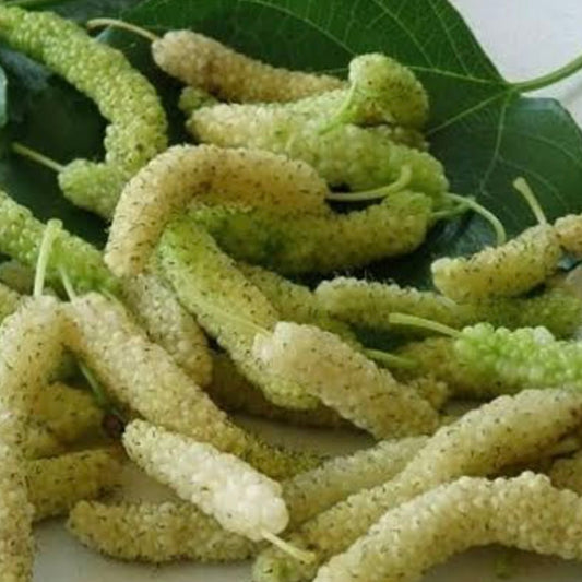 Mulberry - White Shahtoot / King White