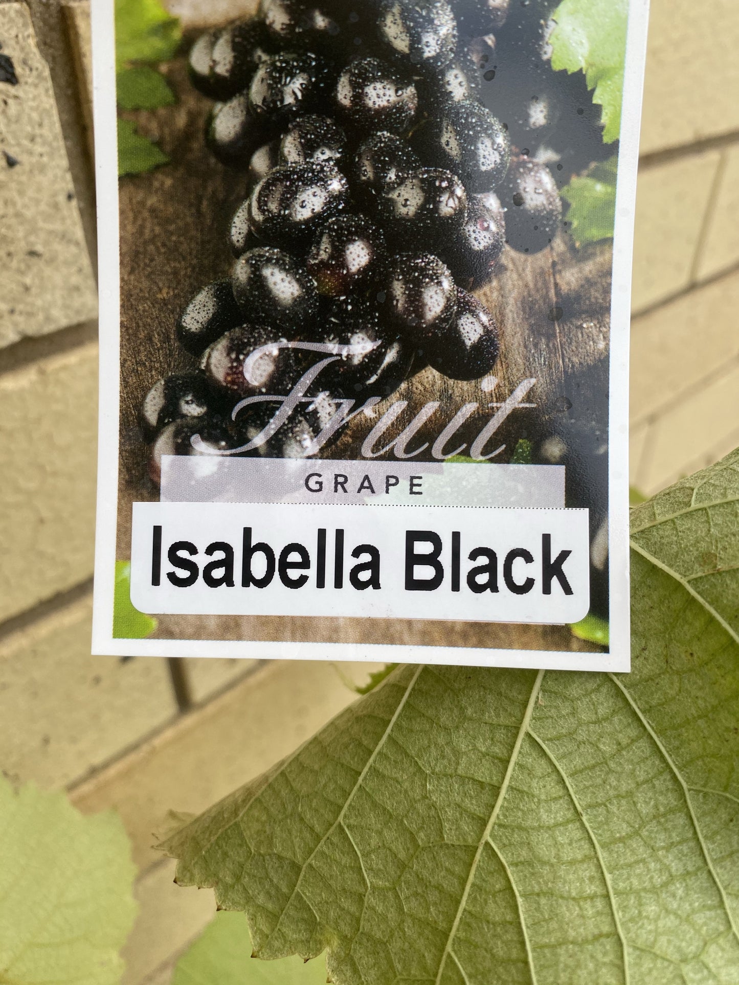 Grape - Isabella Black
