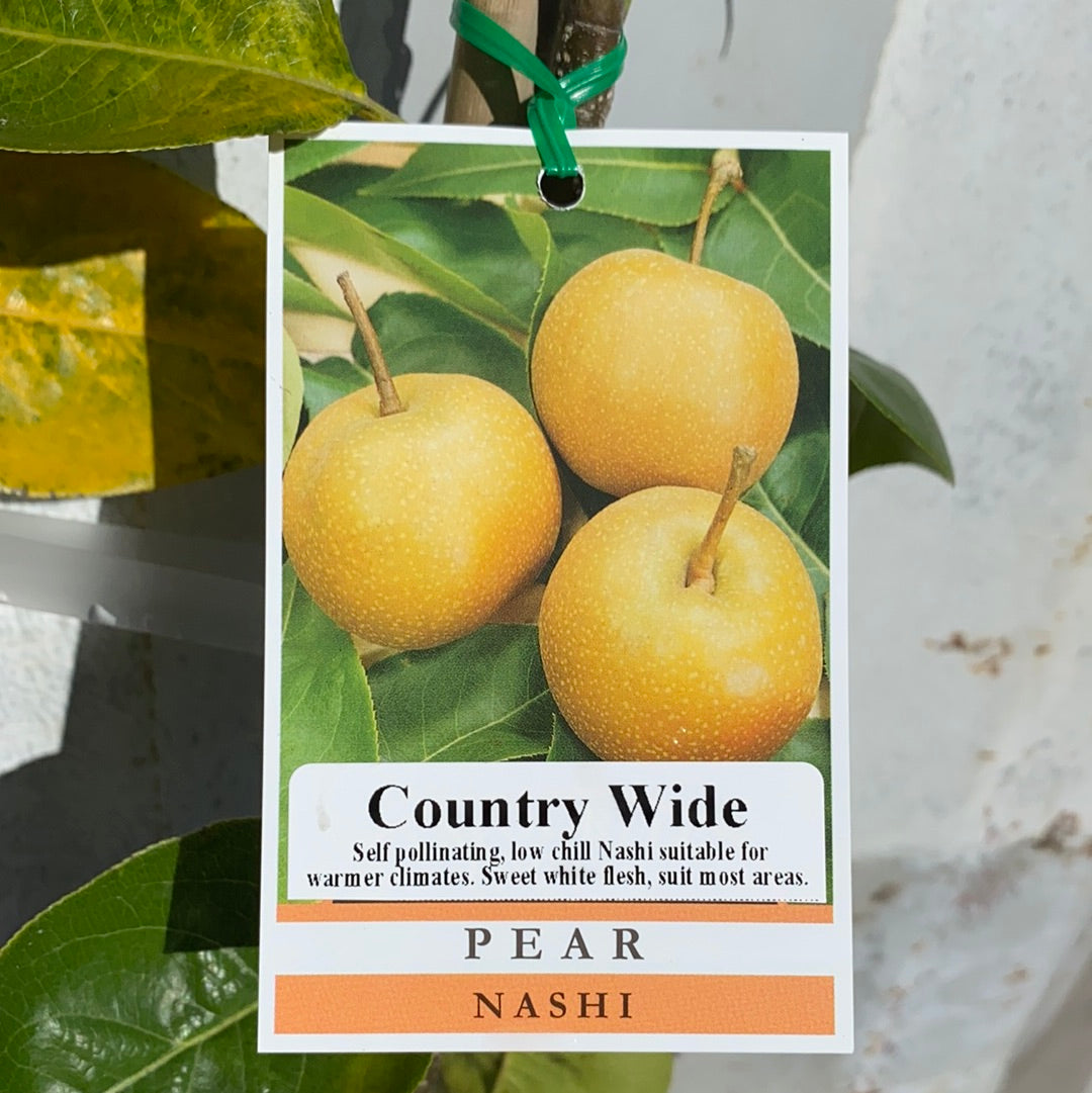 Nashi Pear - Country Wide