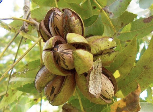 Grafted Pecan Nut Tree Pair