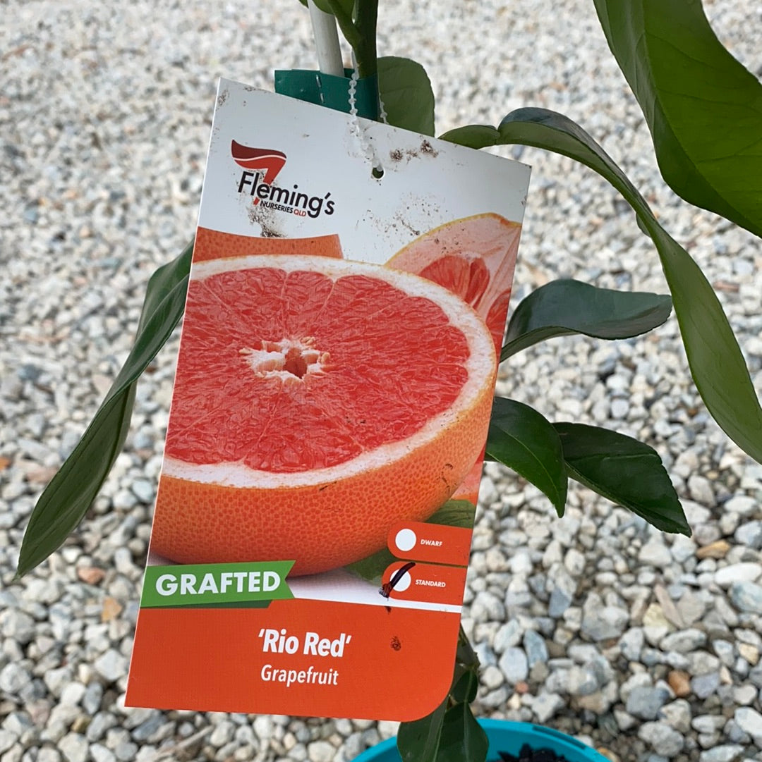 Grapefruit - Rio Red RESTRICTED TO QLD