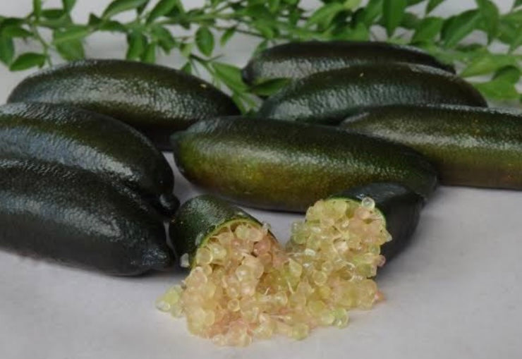 Finger Lime - Judy’s Everbearing QLD ONLY