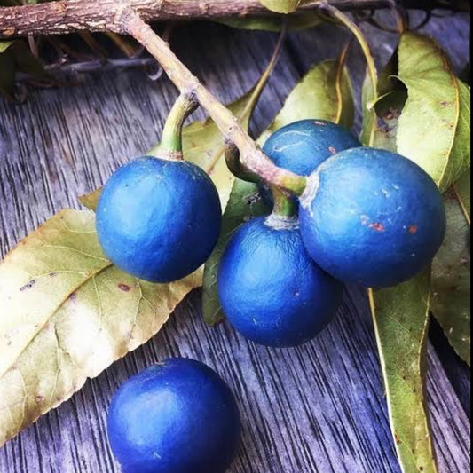 Blue Quandong