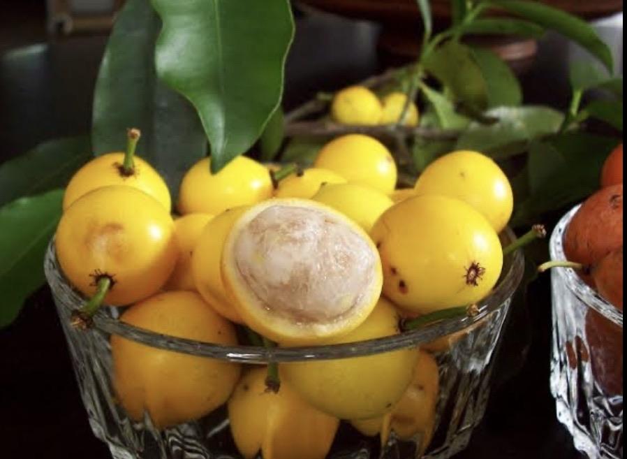 Lemon Drop Mangosteen