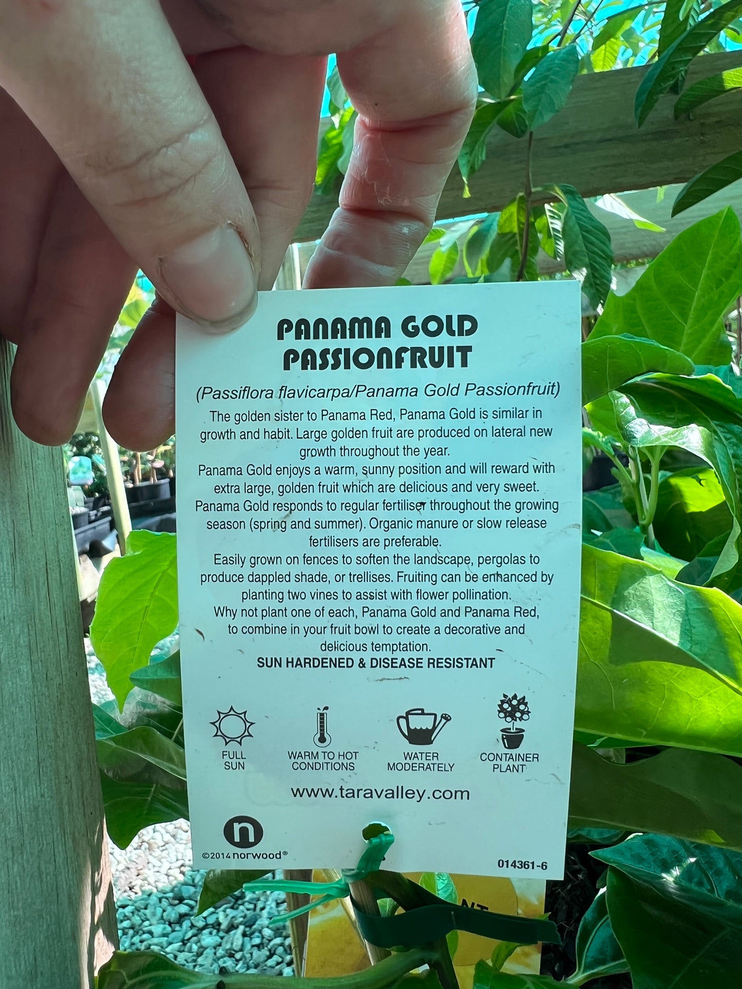 Sweet Passionfruit Plant In Sydney | Panama Red Passionfruit For Your - Foto 10