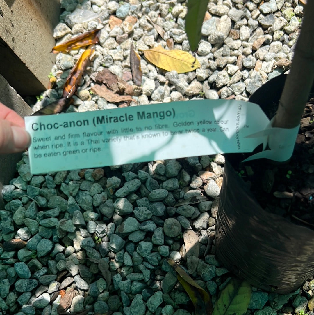 Mango Tree Choc Anon , Grafted – JPIGAG
