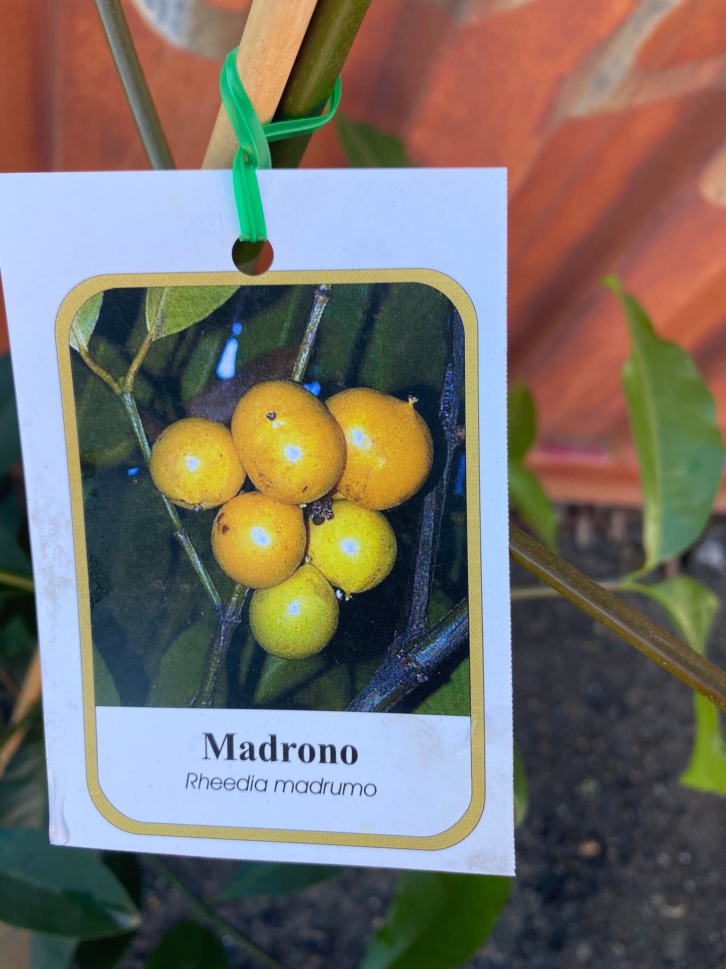 Lemon Drop Mangosteen / Madrono
